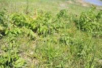 Schoenoplectus pungens