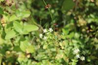 Helosciadium nodiflorum