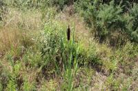 Typha latifolia