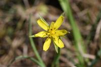 Tragopogon pratensis