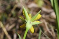 Tragopogon pratensis