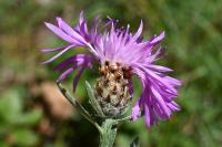 Centaurea decipiens
