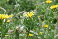 Helminthotheca echioides