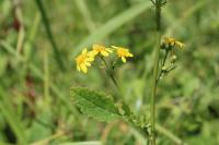 Jacobaea aquatica