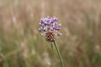 Allium vineale