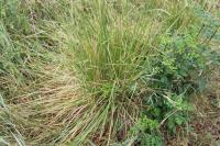 Deschampsia cespitosa