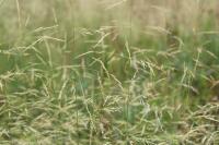 Deschampsia cespitosa