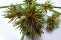 Cyperus eragrostis