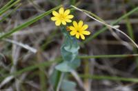 Blackstonia perfoliata