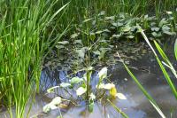 Alisma plantago-aquatica