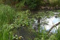 Alisma plantago-aquatica