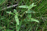 Persicaria lapathifolia