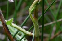 Persicaria lapathifolia