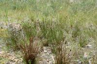 Juncus conglomeratus