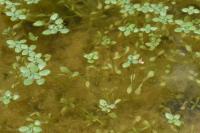 Callitriche stagnalis