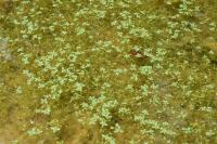 Callitriche stagnalis