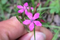 Dianthus armeria