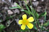 Ranunculus flammula