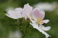 Rosa canina