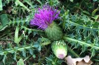 Cirsium acaulon