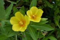 Ludwigia grandiflora