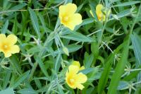 Ludwigia grandiflora