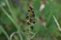Epipactis muelleri