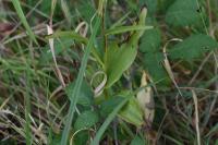 Epipactis muelleri