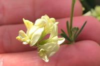 Medicago sativa