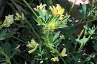 Medicago sativa