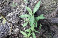 Persicaria maculosa