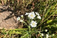 Achillea ptarmica
