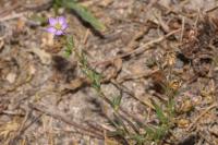 Spergularia rubra
