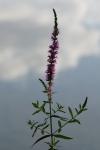 Lythrum salicaria