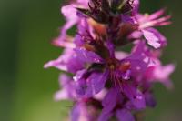 Lythrum salicaria