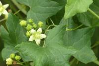 Bryonia dioica