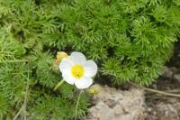 Ranunculus
