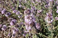 Mentha pulegium
