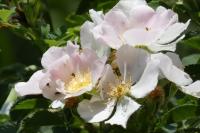 Rosa canina