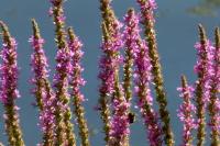 Lythrum salicaria