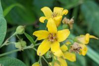 Lysimachia vulgaris
