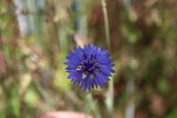 Cyanus segetum