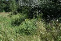 Galega officinalis