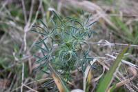 Lupinus angustifolius