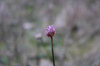 Armeria arenaria