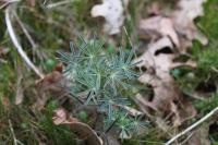 Lupinus angustifolius