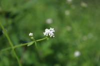 Galium palustre