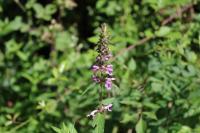 Stachys palustris