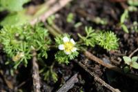 Ranunculus aquatilis