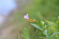 Gratiola officinalis